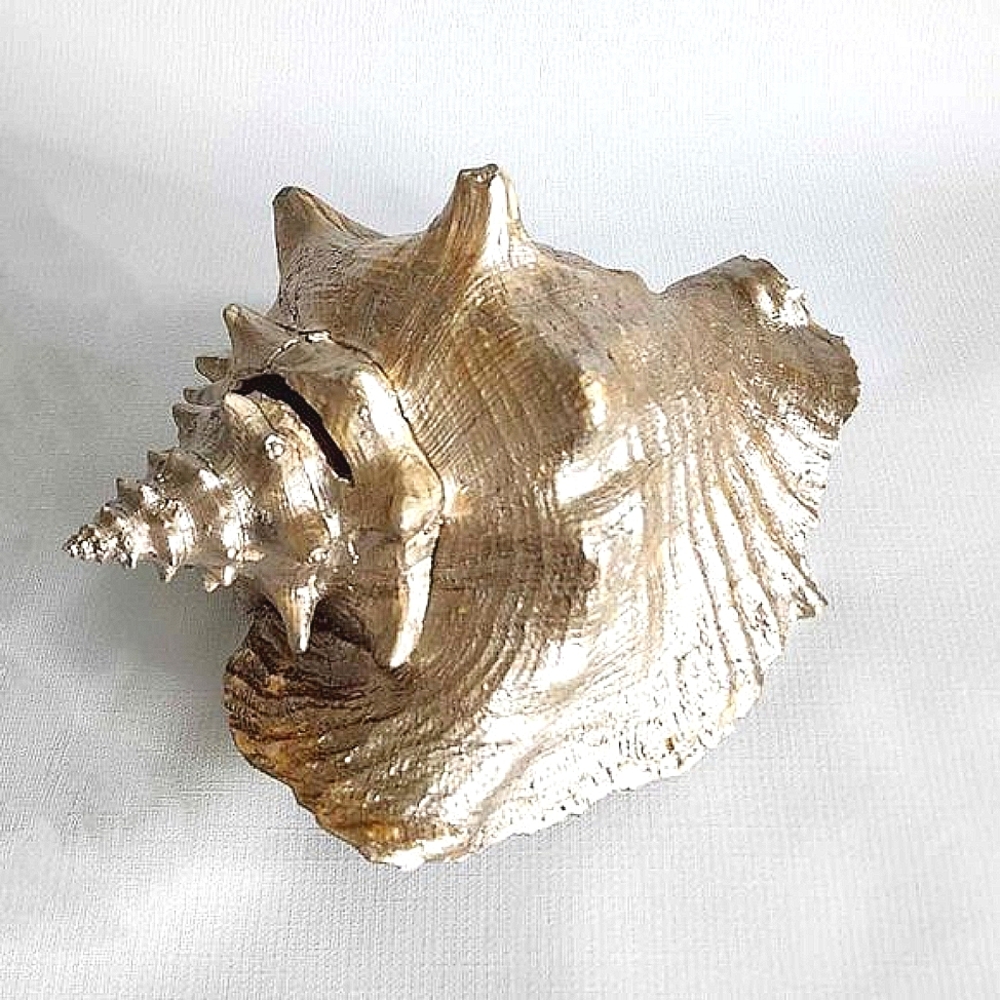 Gold conch shell - Picture 3 of 10